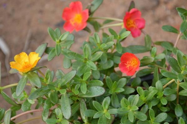 半枝蓮種子市場價格多少錢一斤 半枝蓮種子的種植時間