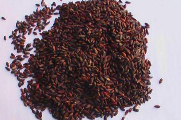 千日紅種子市場價格多少錢一斤 千日紅怎么繁殖