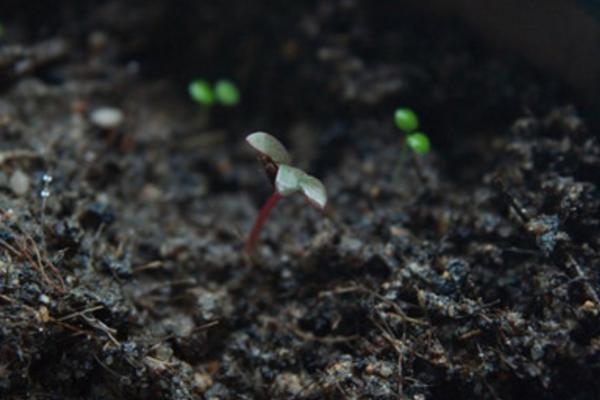 千日紅種子市場價格多少錢一斤 千日紅怎么繁殖