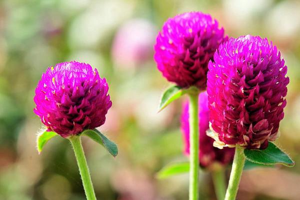 千日紅種子市場價格多少錢一斤 千日紅怎么繁殖
