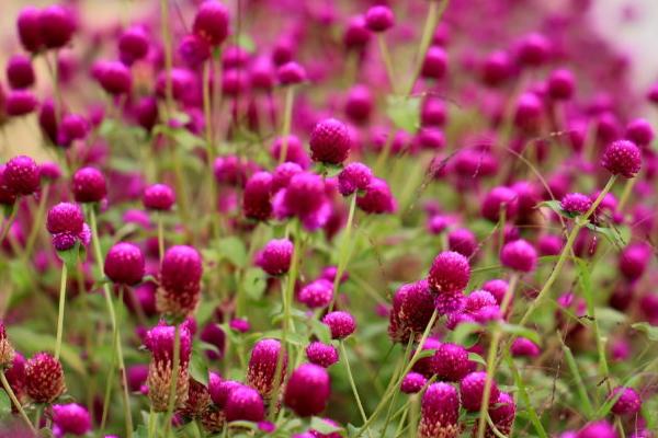 千日紅種子市場價格多少錢一斤 千日紅怎么繁殖