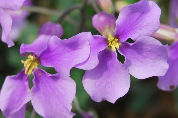 二月蘭功效與作用及禁忌   二月蘭藥用價(jià)值