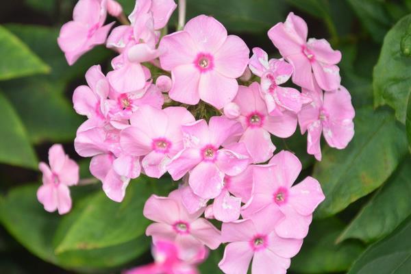 美女櫻市場價格多少錢一盆 美女櫻什么時候開花