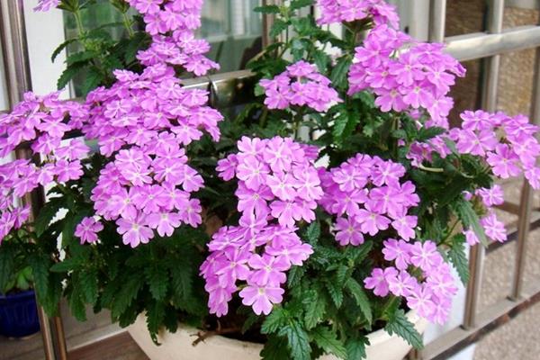 美女櫻市場價格多少錢一盆 美女櫻什么時候開花