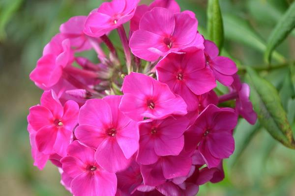 美女櫻市場價格多少錢一盆 美女櫻什么時候開花