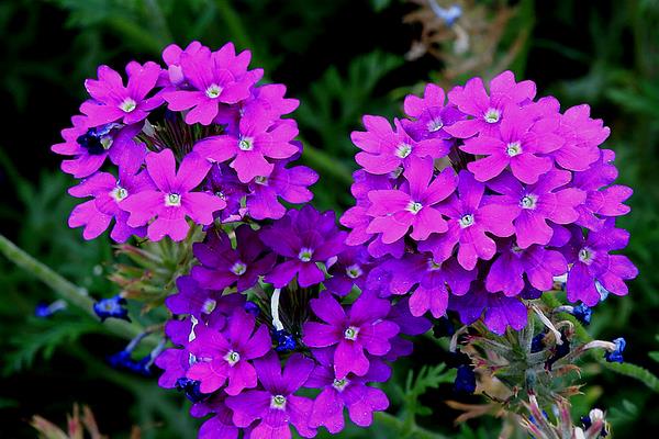 美女櫻市場價格多少錢一盆 美女櫻什么時候開花