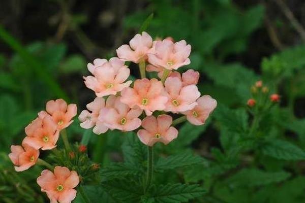 美女櫻市場價格多少錢一盆 美女櫻什么時候開花