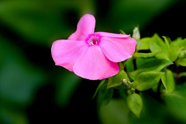 美女櫻市場價格多少錢一盆 美女櫻什么時候開花