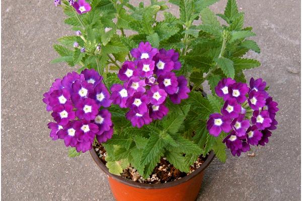 美女櫻怎么種 美女櫻種植方法與注意事項(xiàng)