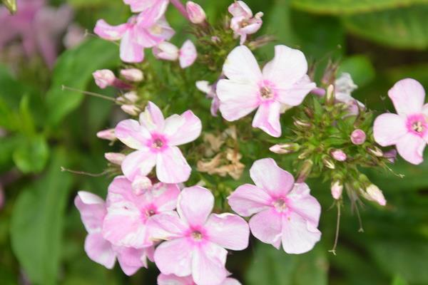 美女櫻怎么種 美女櫻種植方法與注意事項