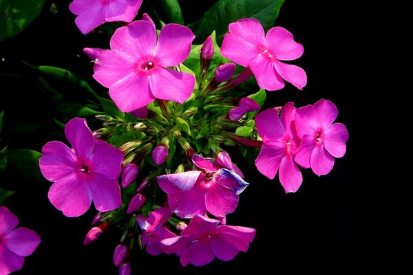 美女櫻怎么種 美女櫻種植方法與注意事項