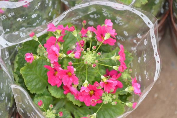 美女櫻怎么種 美女櫻種植方法與注意事項