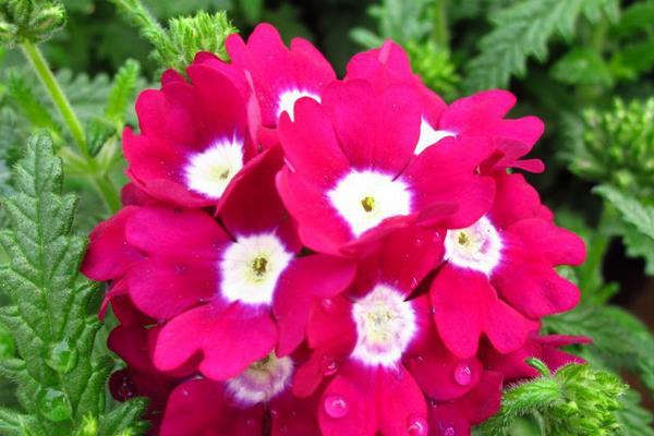 美女櫻怎么種 美女櫻種植方法與注意事項