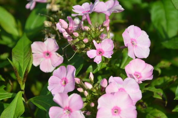 美女櫻怎么種 美女櫻種植方法與注意事項