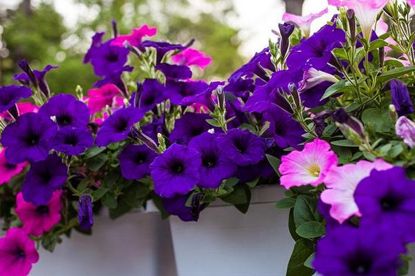 美女櫻怎么種 美女櫻種植方法與注意事項