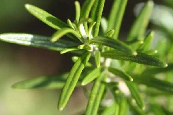 迷迭香種子市場價格多少錢一斤 迷迭香種子怎么種