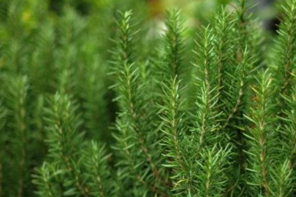 迷迭香是什么味道（好聞嗎） 迷迭香怎么用