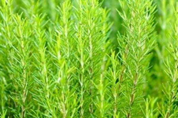 迷迭香什么時候開花（幾月）  鼠尾草和迷迭香的差別