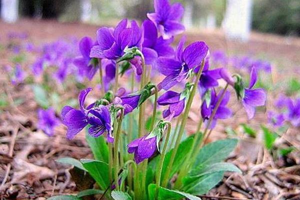 紫花地丁怎么吃 紫花地丁有毒嗎