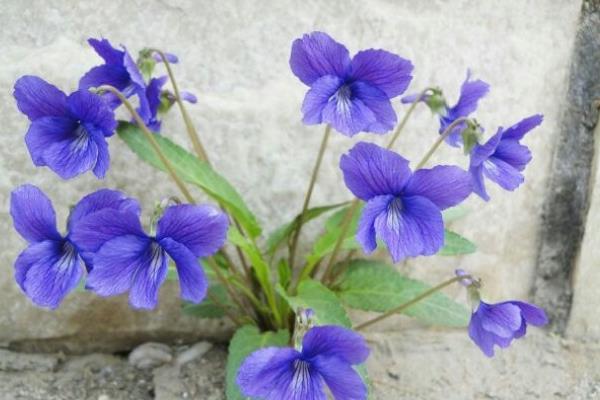 地丁和紫花地丁一樣嗎 苦地丁和紫花地丁有什么區(qū)別