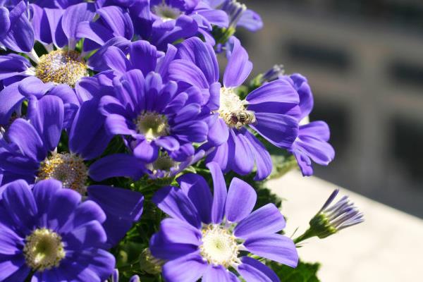 瓜葉菊多久澆一次水  瓜葉菊養護的四個階段