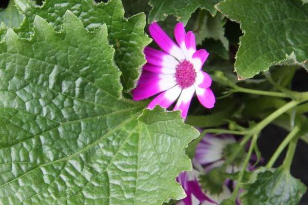 瓜葉菊市場價格多少錢一盆  瓜葉菊的家庭養護方法