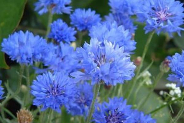 矢車菊圖片大全 矢車菊的花語