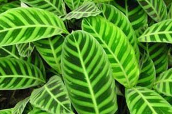 天鵝絨竹芋市場價格多少錢一盆  天鵝絨竹芋的作用