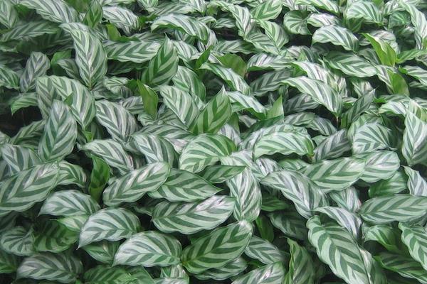 天鵝絨竹芋圖片大全 天鵝絨竹芋有毒嗎