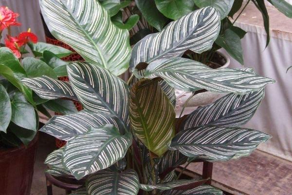 雙線竹芋有毒嗎 雙線竹芋能放在室內臥室嗎