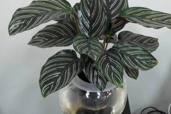 雙線竹芋能水養嗎 雙線竹芋家庭水培養殖方法與注意事項