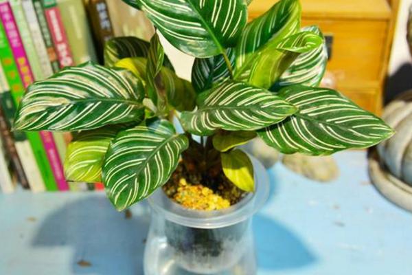 雙線竹芋能水養嗎 雙線竹芋家庭水培養殖方法與注意事項