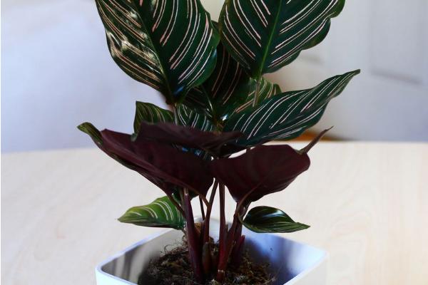 雙線竹芋能水養嗎 雙線竹芋家庭水培養殖方法與注意事項