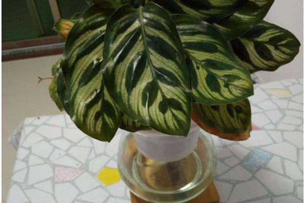 雙線竹芋能水養嗎 雙線竹芋家庭水培養殖方法與注意事項