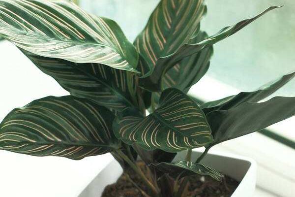 雙線竹芋能水養嗎 雙線竹芋家庭水培養殖方法與注意事項