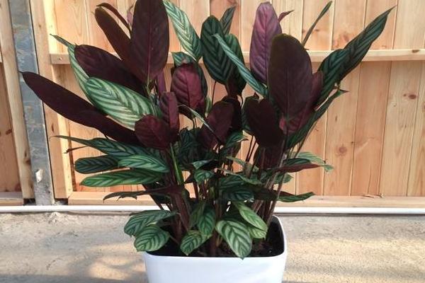 雙線竹芋能水養嗎 雙線竹芋家庭水培養殖方法與注意事項