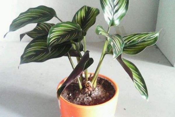 雙線竹芋能水養嗎 雙線竹芋家庭水培養殖方法與注意事項