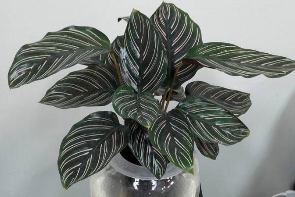 雙線竹芋葉子干枯卷曲怎么辦 雙線竹芋葉子變黃的原因及處理方法