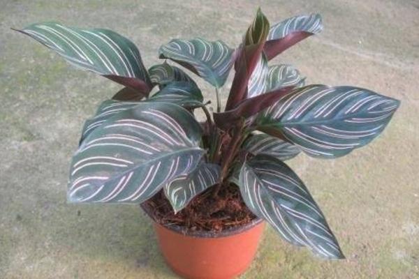 雙線竹芋葉子干枯卷曲怎么辦 雙線竹芋葉子變黃的原因及處理方法