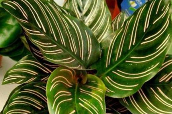 雙線竹芋葉子干枯卷曲怎么辦 雙線竹芋葉子變黃的原因及處理方法