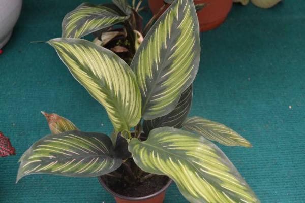 雙線竹芋葉子干枯卷曲怎么辦 雙線竹芋葉子變黃的原因及處理方法