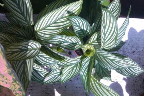 雙線竹芋葉子干枯卷曲怎么辦 雙線竹芋葉子變黃的原因及處理方法