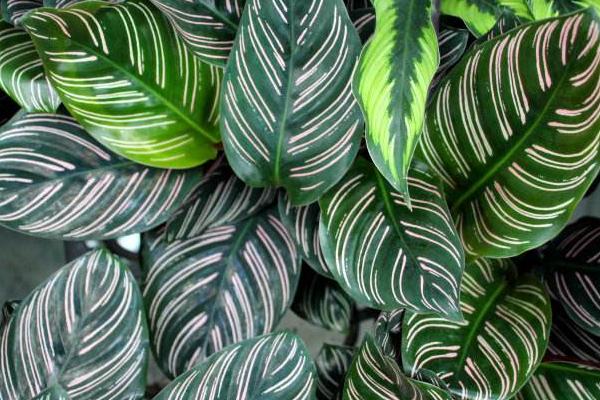 雙線竹芋葉子干枯卷曲怎么辦 雙線竹芋葉子變黃的原因及處理方法