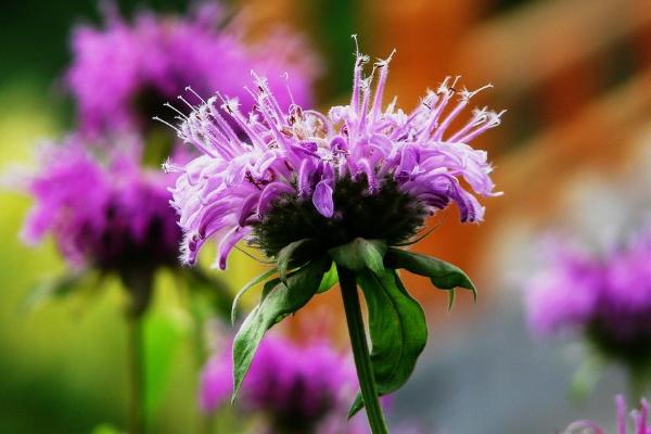 美國薄荷驅蚊嗎 美國薄荷有什么作用