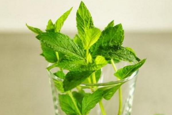 美國薄荷盆栽怎么養 美國薄荷養殖方法與注意事項