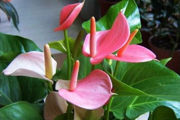 粉掌吸甲醛嗎 粉掌能凈化空氣嗎