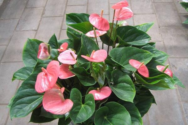 粉掌吸甲醛嗎 粉掌能凈化空氣嗎