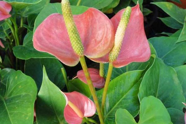 粉掌吸甲醛嗎 粉掌能凈化空氣嗎