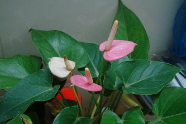 粉掌吸甲醛嗎 粉掌能凈化空氣嗎