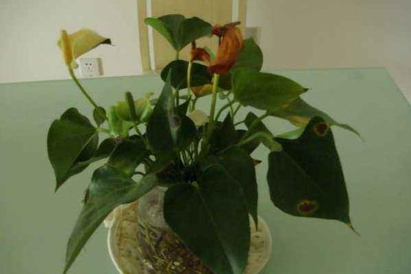 粉掌吸甲醛嗎 粉掌能凈化空氣嗎